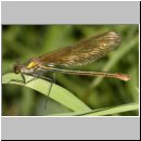 Calopteryx splendens - Gebaenderte Prachtlibelle w07a.jpg